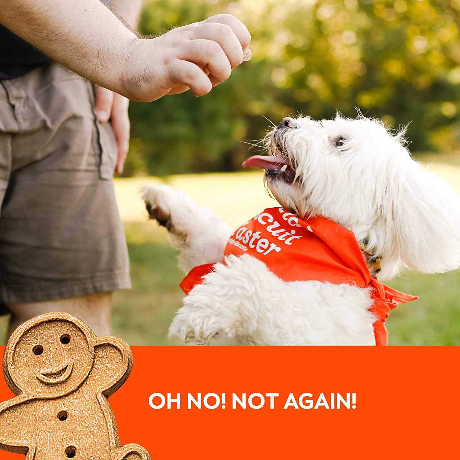 Buddy Biscuits Peanut Butter Soft and Chewy Dog Treats - Healthber