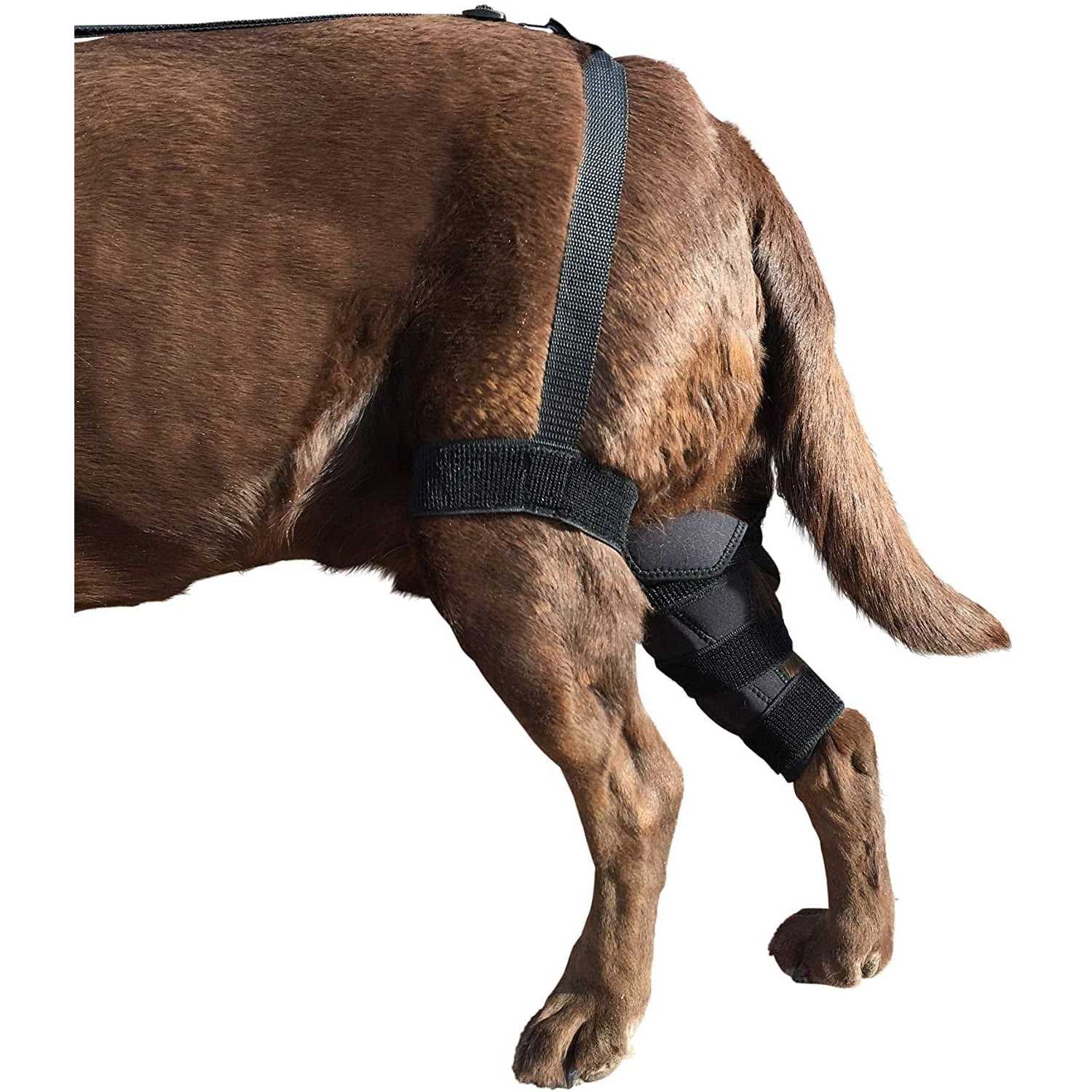 Labra Dog Canine K9 Knee Stifle Brace Wrap Metal Hinged Flexible Support Treat ACL CCL Luxating Patella Cruciate Ligament Sprain Strain Tear Injuries - Healthber