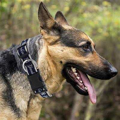 Pets First New York Yankees Dog Collar - Healthber