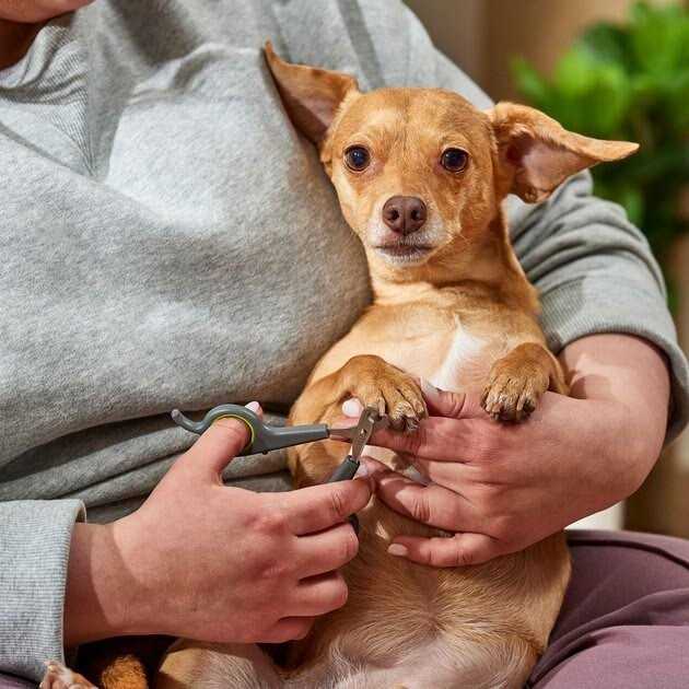Frisco Dog & Cat Nail Clippers - Healthber