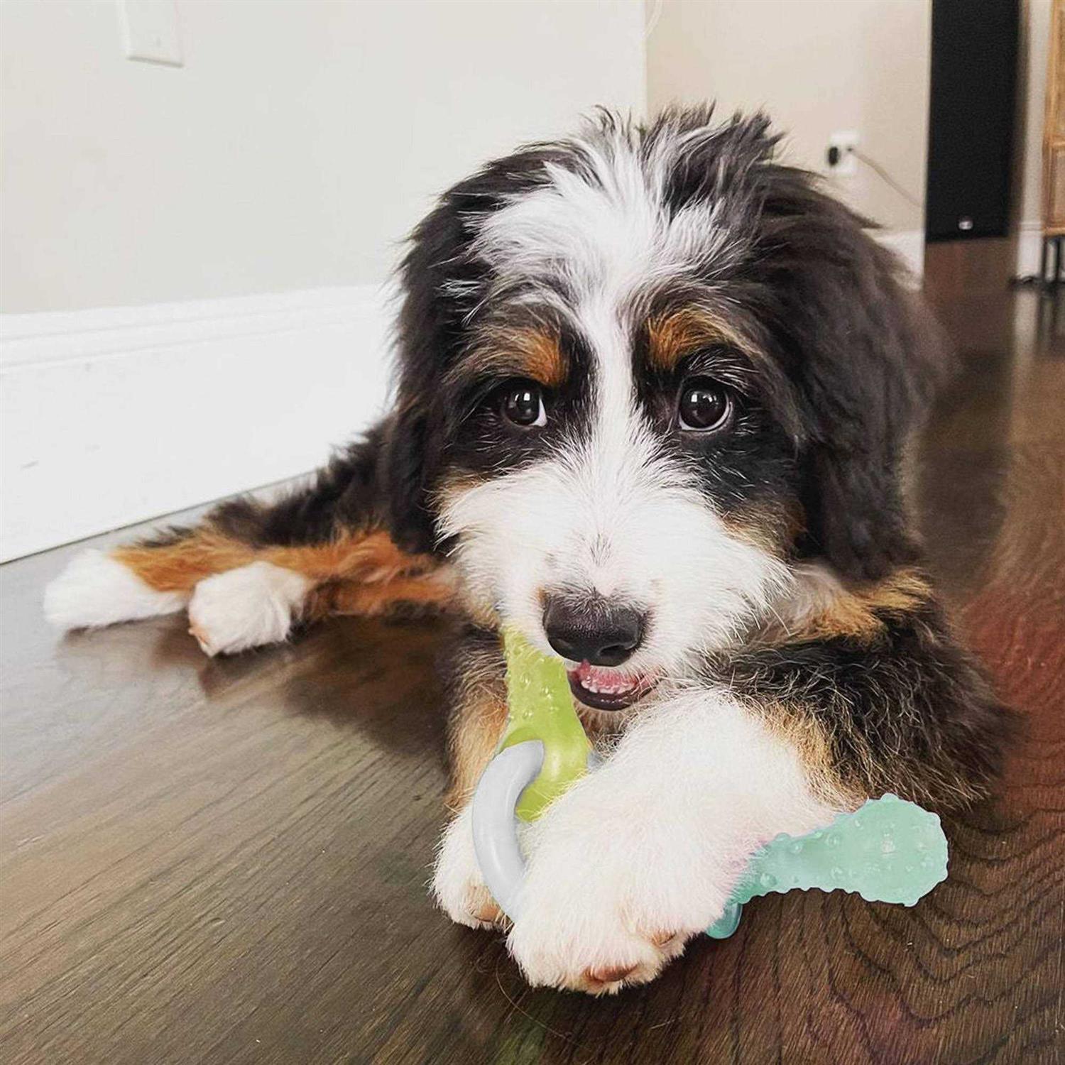 Nylabone Puppy Chew Teething Pacifier Toy - Healthber