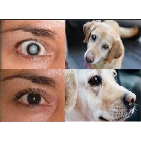 Cataract Eye Drops 4% NAC. Strongest anywhere.Proven on People & Pets. 2 x 10ml - Healthber