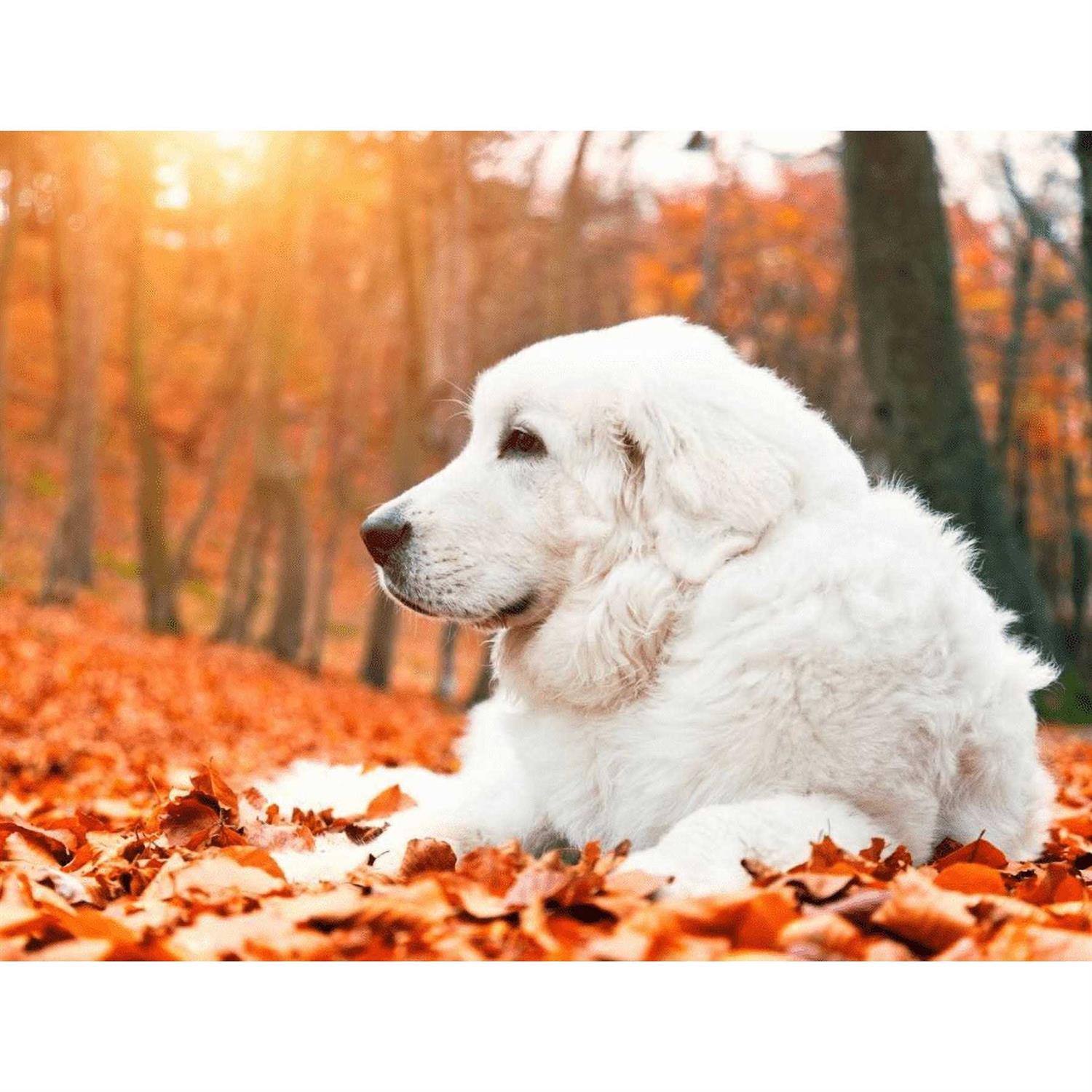 Pet Vitamin Co Krill Oil Shed-Free Soft Chews for Dogs - Healthber