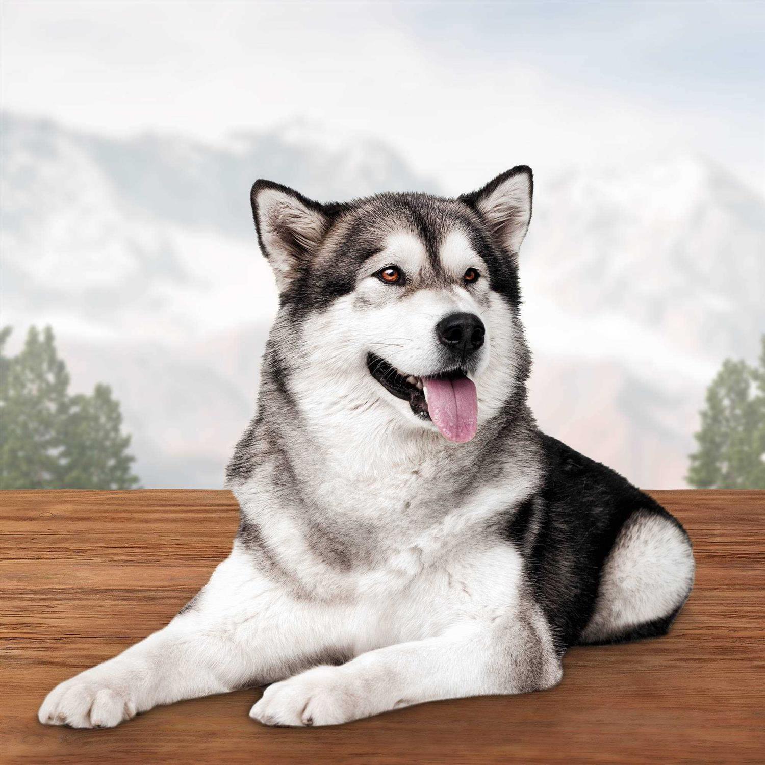 Blue Buffalo Wilderness Wild Bones Dental Dog Treats - Healthber