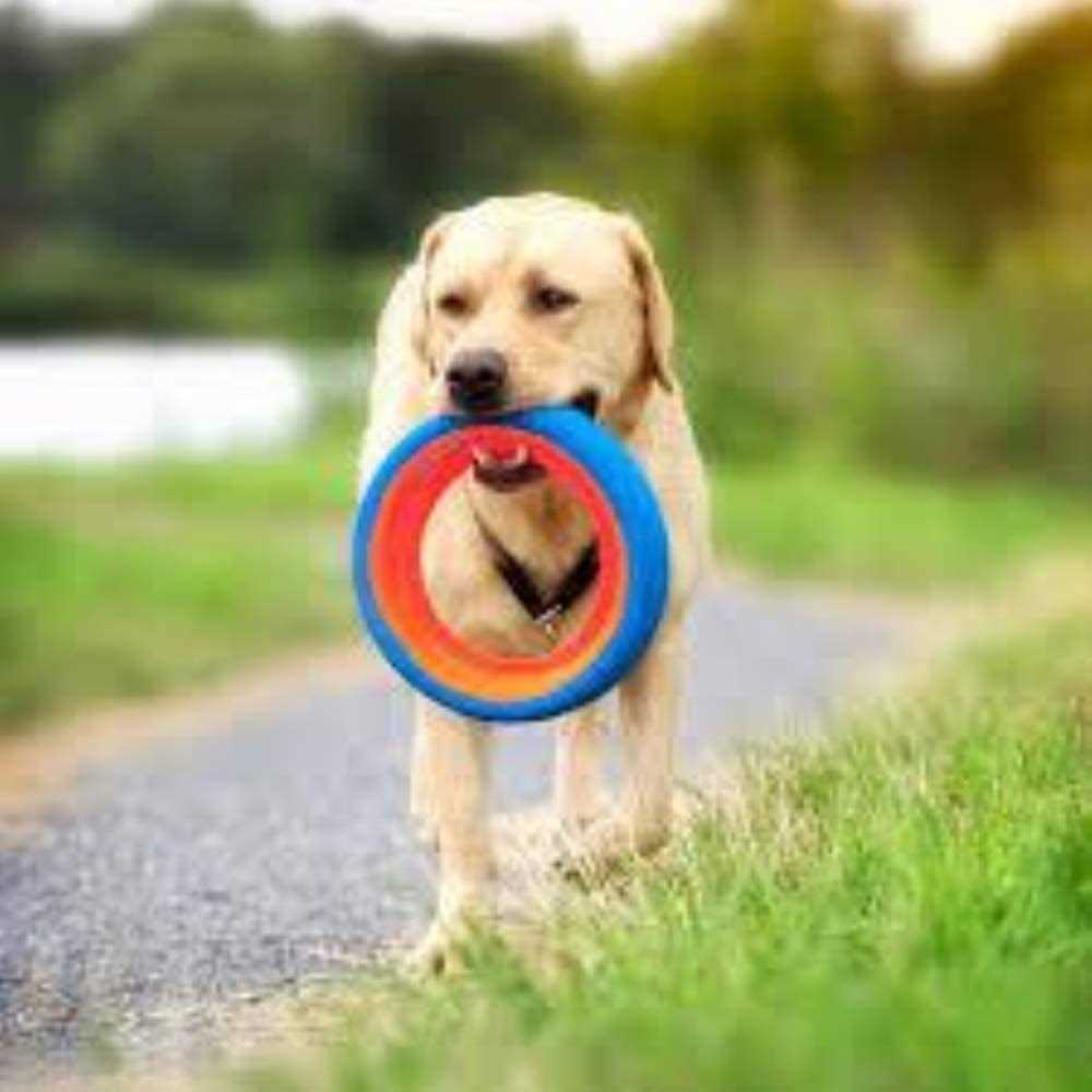 Chuckit! Fetch Wheel Dog Toy - Healthber
