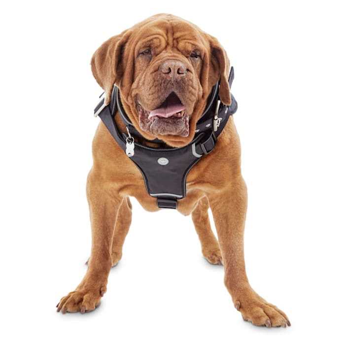YOULY Big Black Dog Harness - Healthber