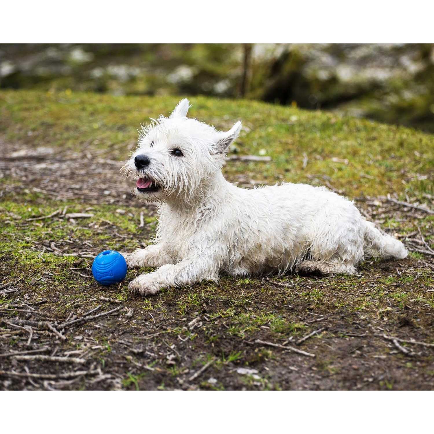 Chuckit! Crunch Ball - Healthber