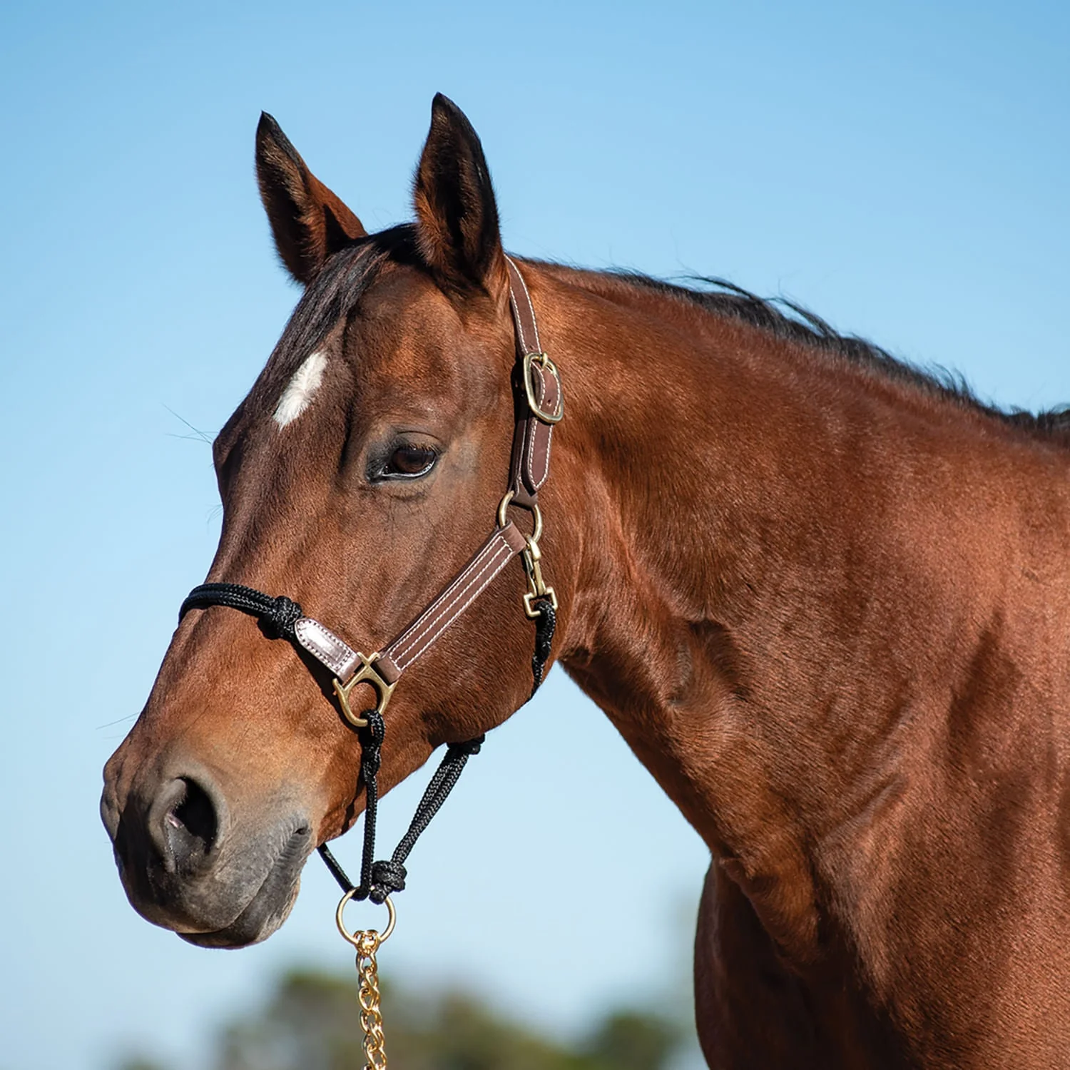 Cashel Leather & Rope Combo Halter, Horse - Healthber