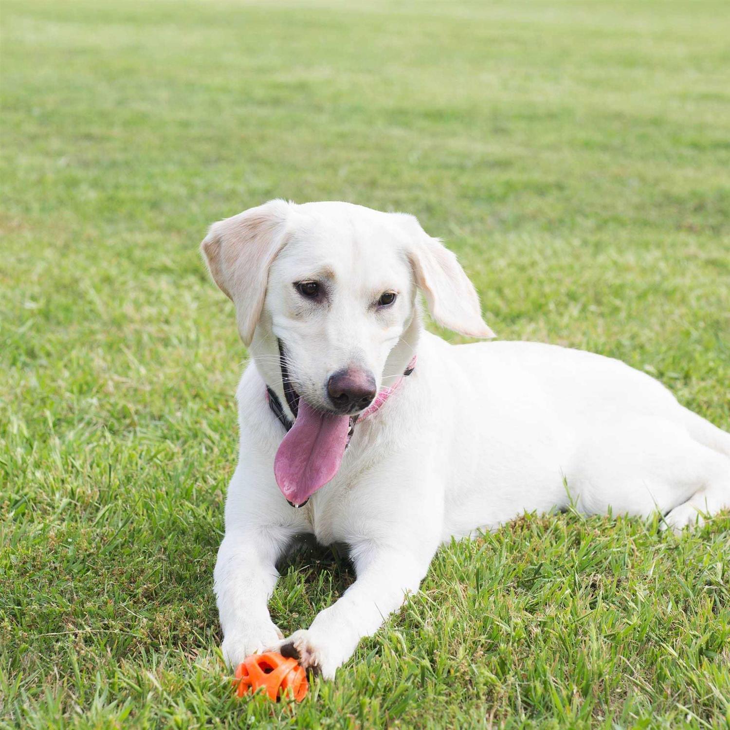 Chuckit! Breathe Right Fetch Ball - Healthber