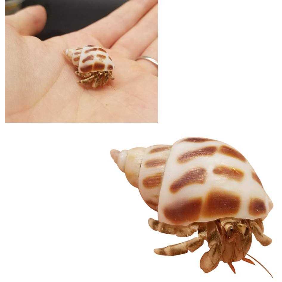 Lucky Baby 15+pcs Hermit Crab Shells Small to Medium Sea Conch Size 1/4-1 1/2 Inches Natural Growth Turbo Seashells Conch - Healthber