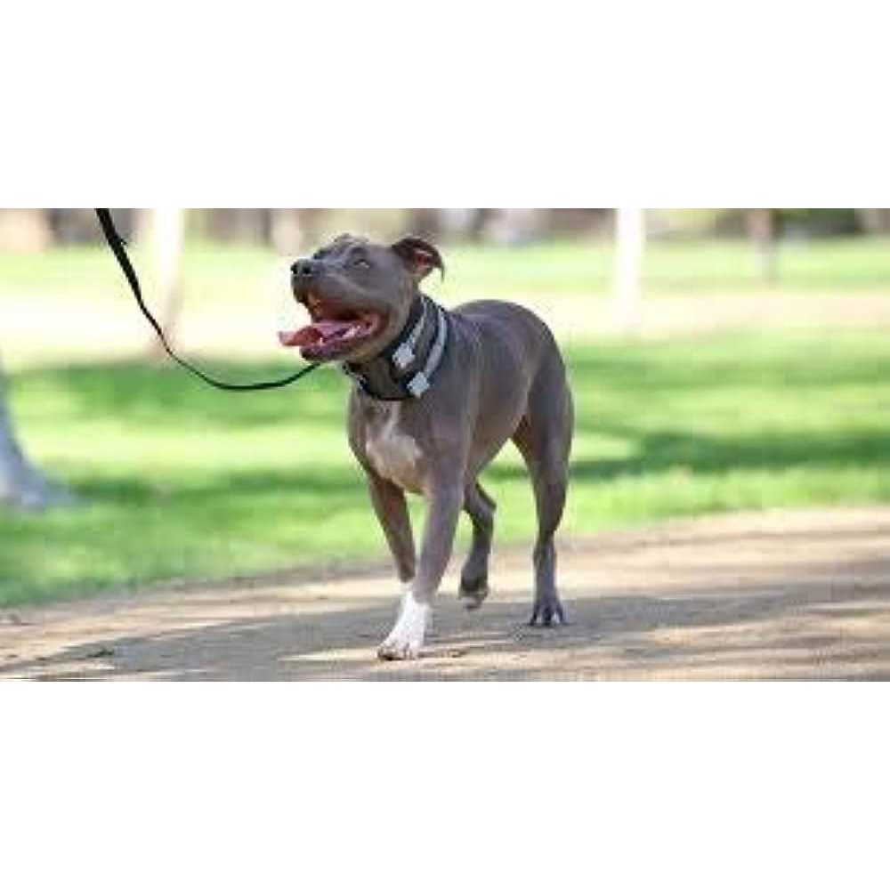 Cesar Millan Pack Leader Collar Training Collar of the Dog Whisperer - Healthber
