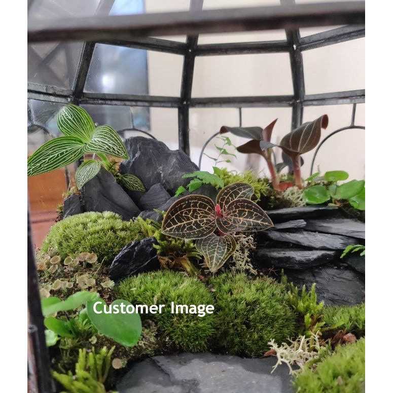 Natural Slate Stone -1 to 3 inch Rocks For Miniature Or Fairy Garden - Healthber