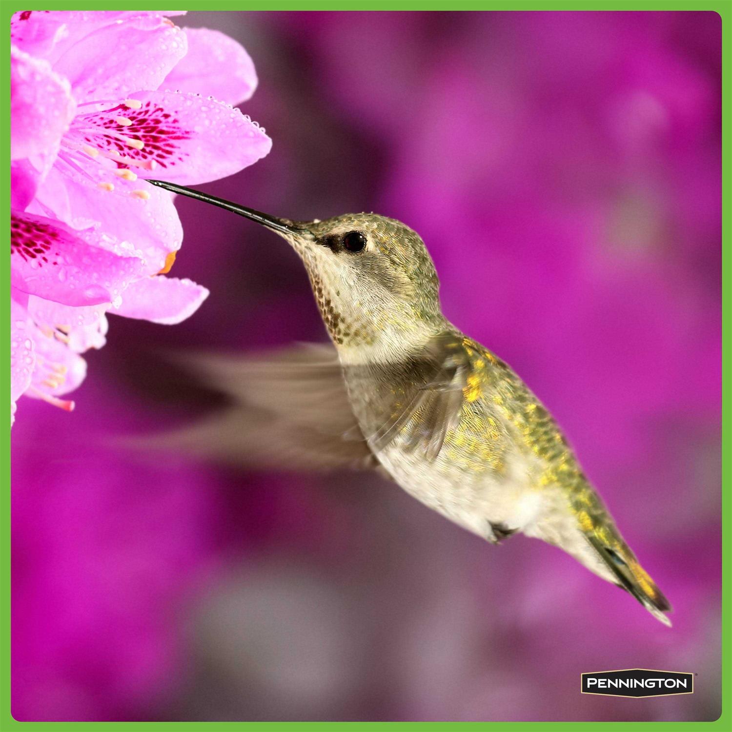 Pennington Hummingbird Food No Artificial Dye - Healthber