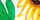 Showman Fashion Nosebands with Tie Down - Healthber