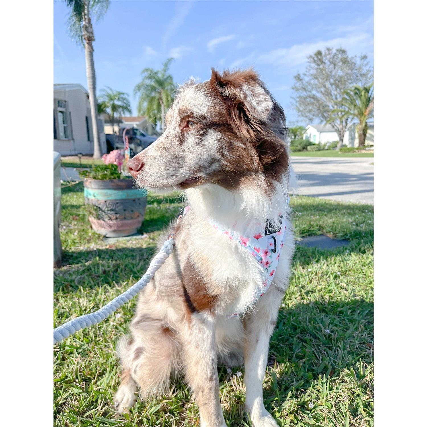Dog Rope Leash Sassy Woof - Healthber