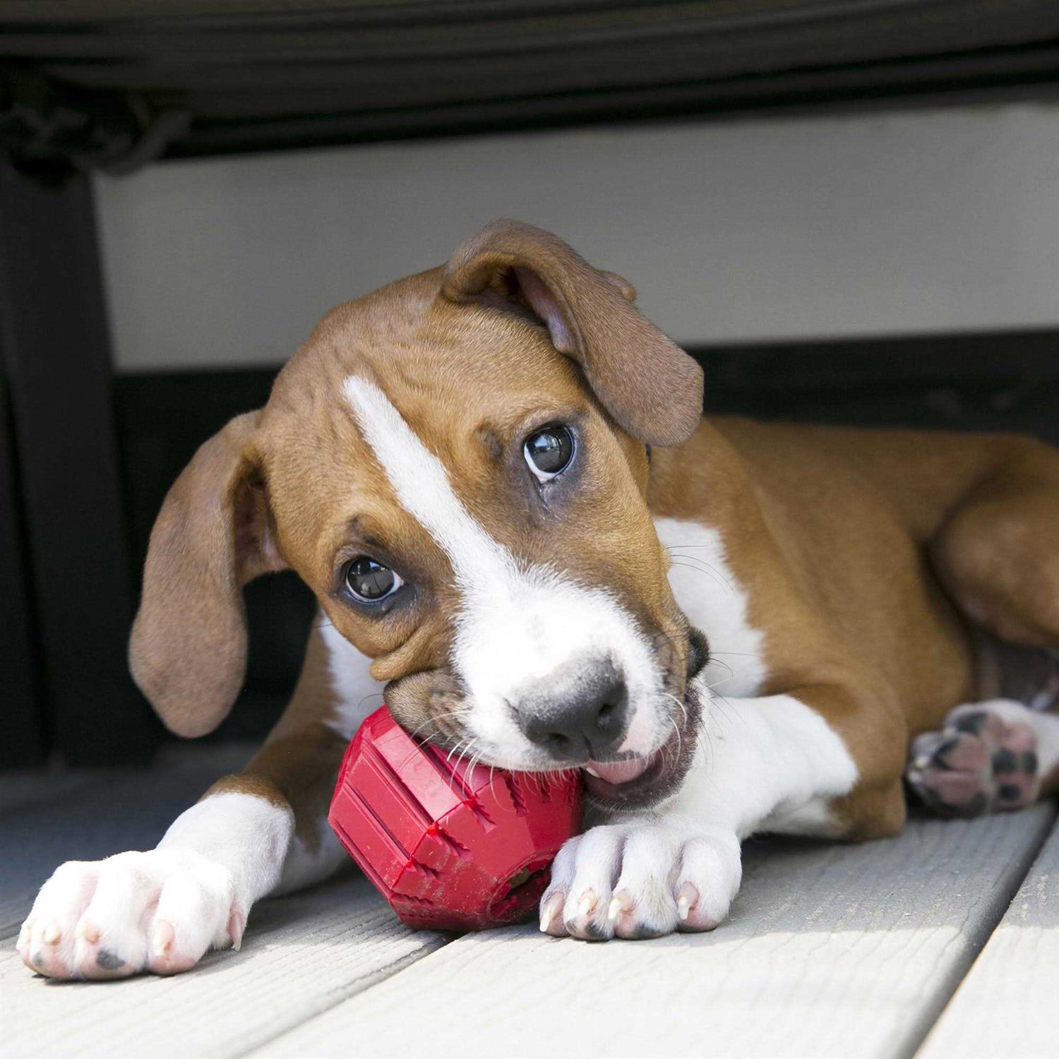 KONG Stuff A Ball Dog Toy - Healthber