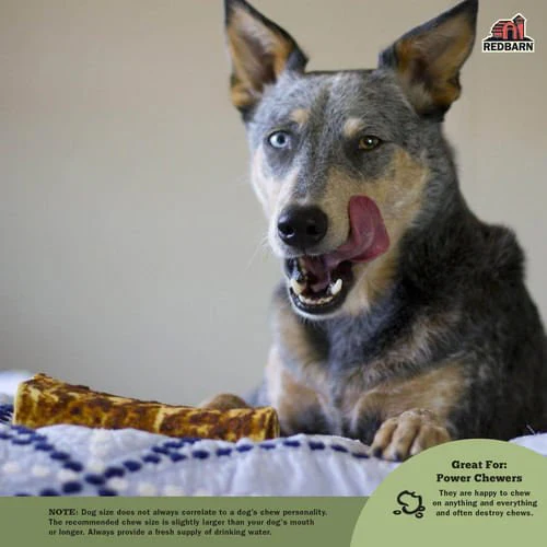 Redbarn Bully Coated Large Bone - Healthber