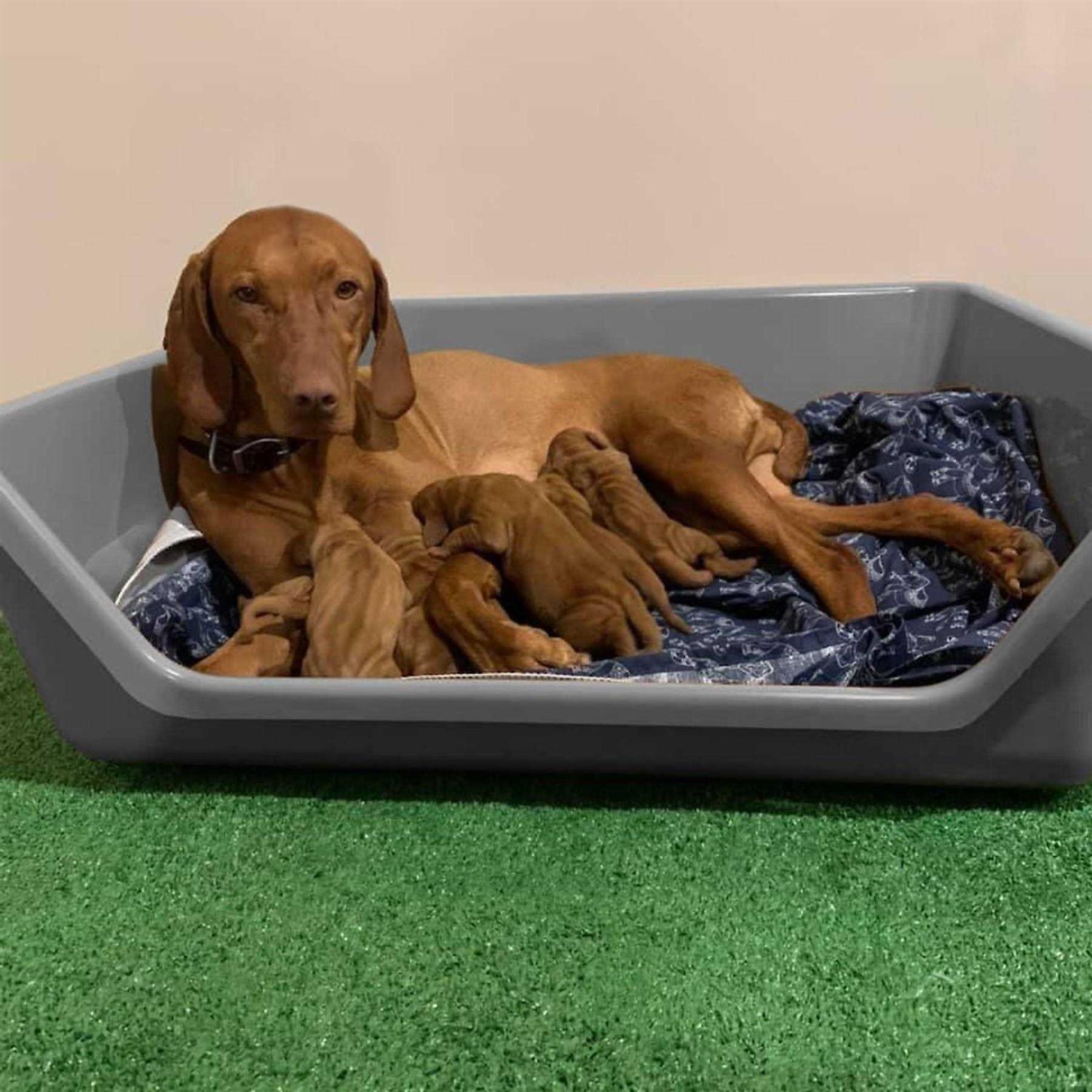 Shirley K’s Whelping Dog Box - Healthber