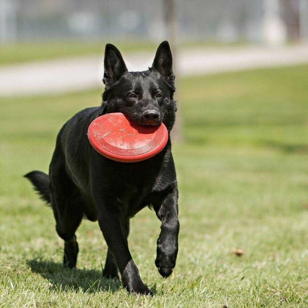 KONG Flyer Dog Toy - Healthber