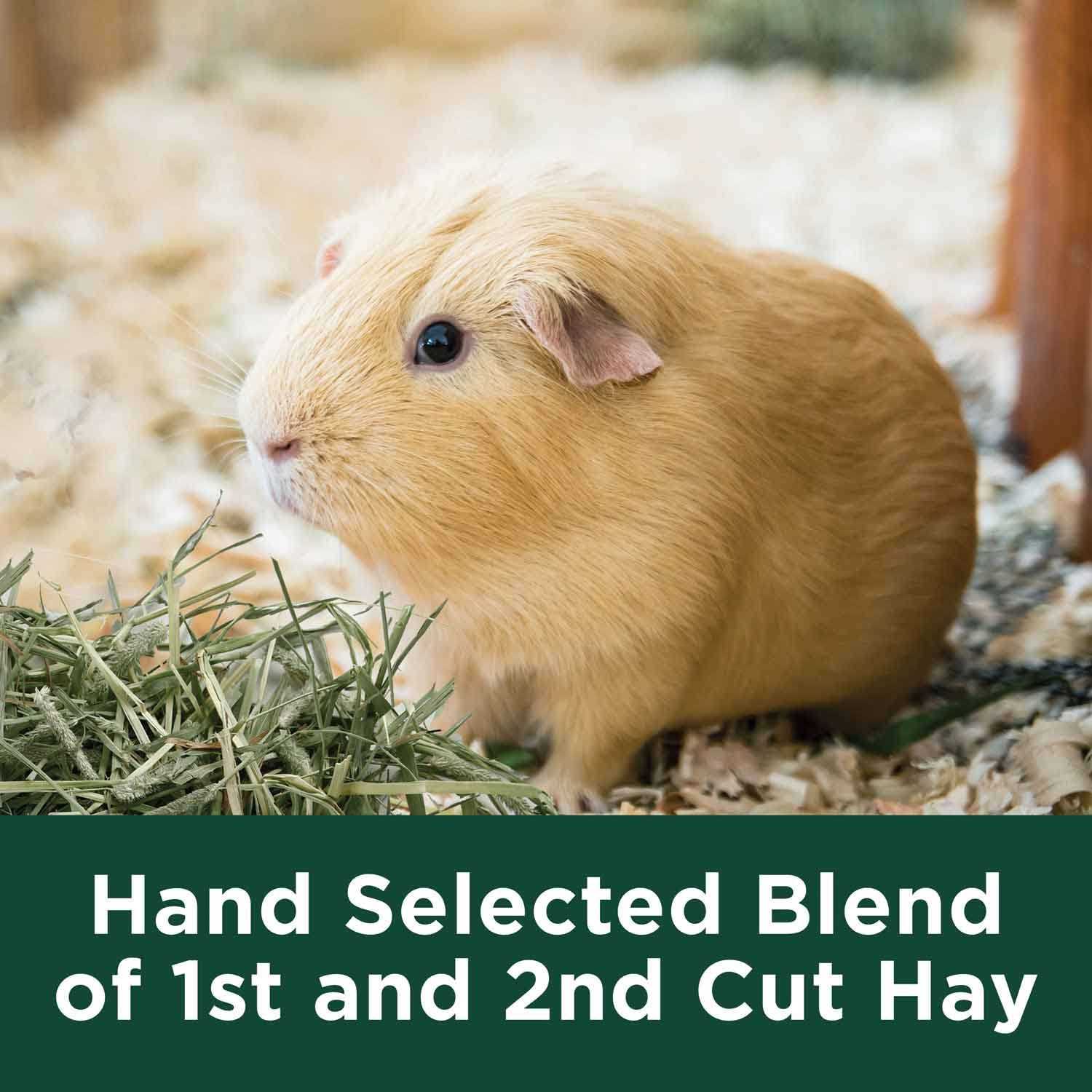 Kaytee Timothy Hay - Healthber