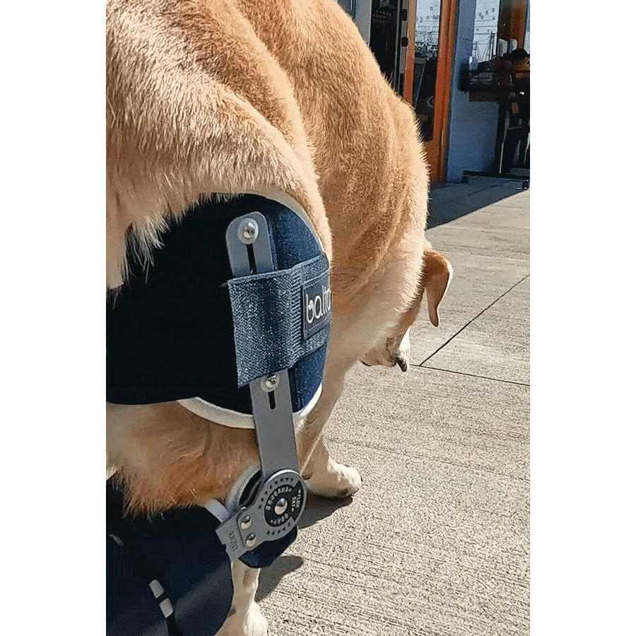Balto Ligatek Adjustable Hinged Dog Knee Brace - Healthber