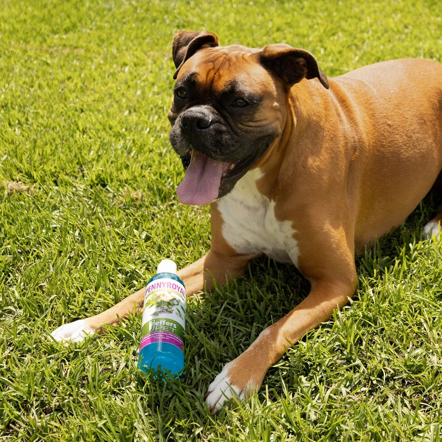 Pennyroyal Natural Shampoo for Dogs and Cats - Healthber
