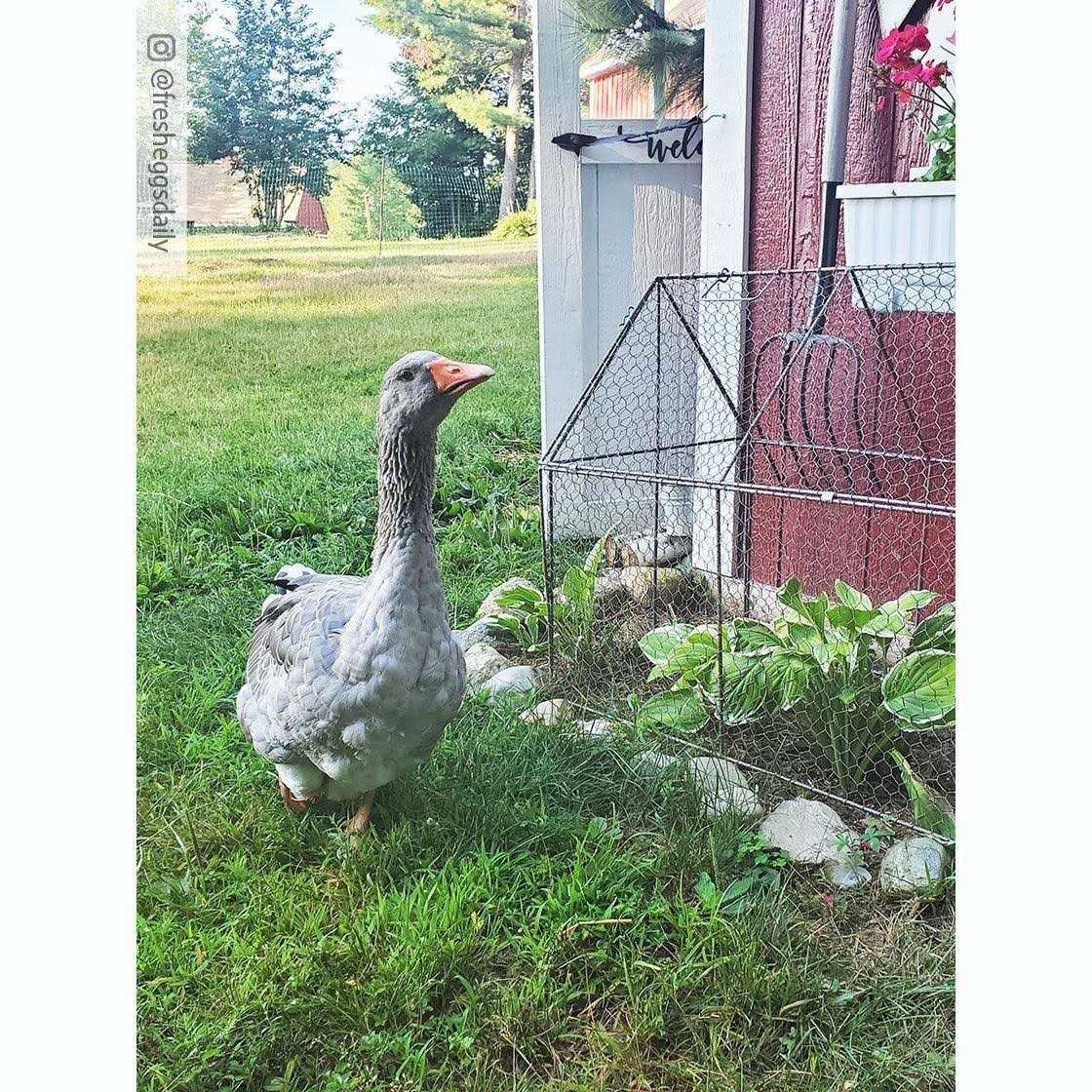 Chicken Wire Crop Coop - Healthber