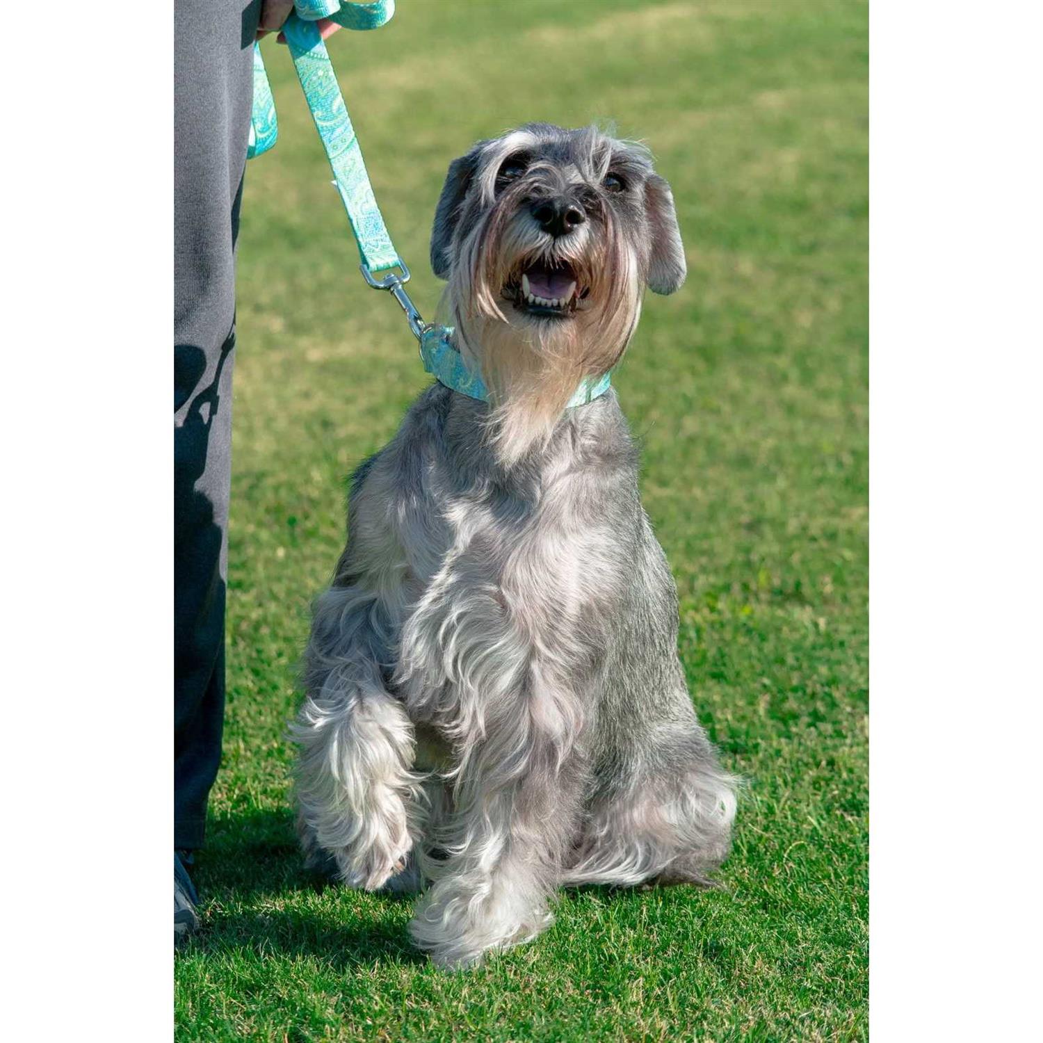 Country Brook Petz Dog Martingale Collar - Healthber