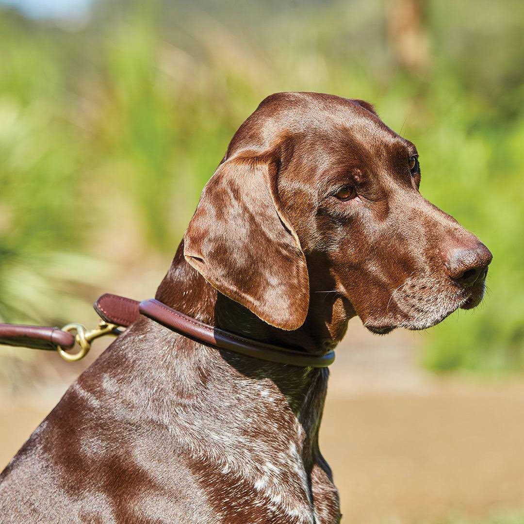 Weatherbeeta Rolled Leather Dog Collar - Healthber