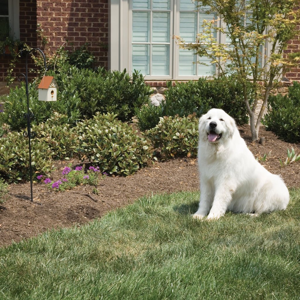 PetSafe Outdoor Dog Barking Control - Healthber