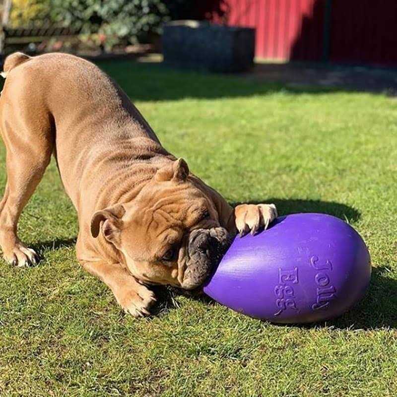 Jolly Pets Jolly Egg - Healthber
