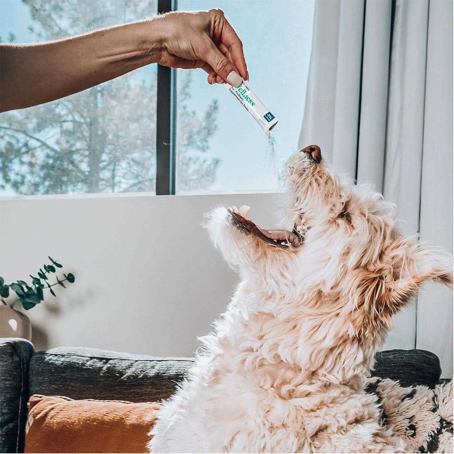 Honest Paws Probiotics for Dogs Made in USA Dog Probiotic Powder with Prebiotic for Healthy Gut, Digestive and Immune Support - Healthber