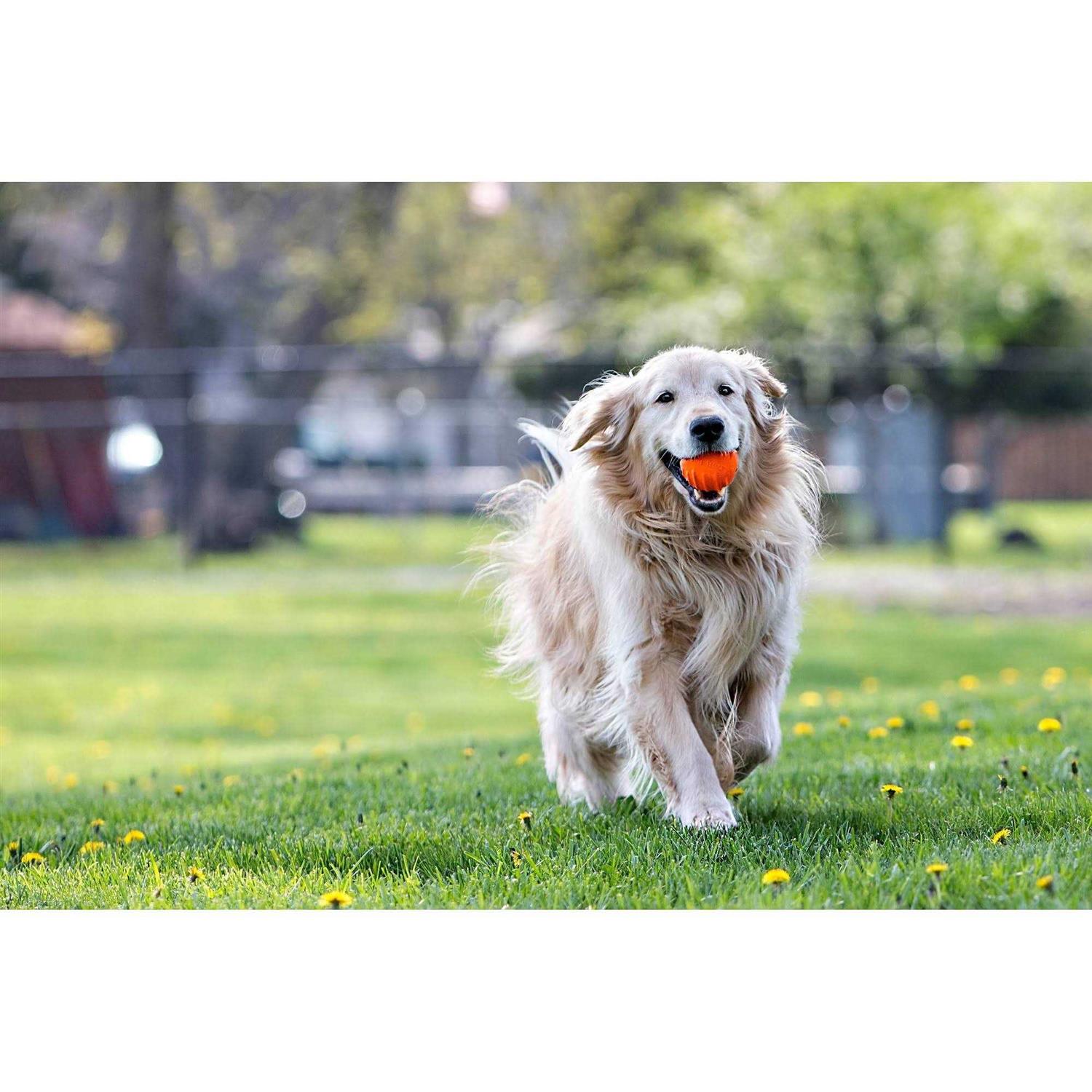 Jolly Pets Tuff Tosser - Healthber