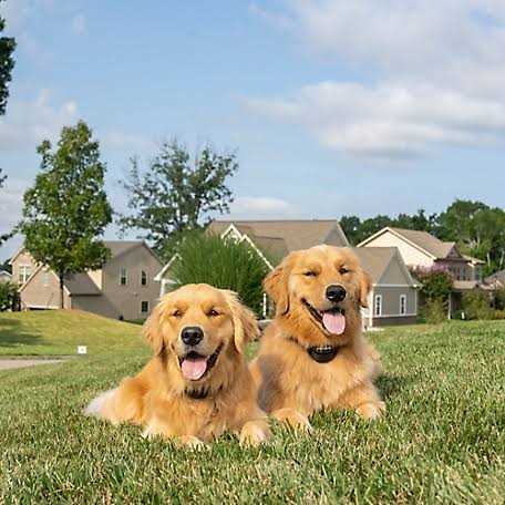 PetSafe Stay Play Wireless Fence - Healthber