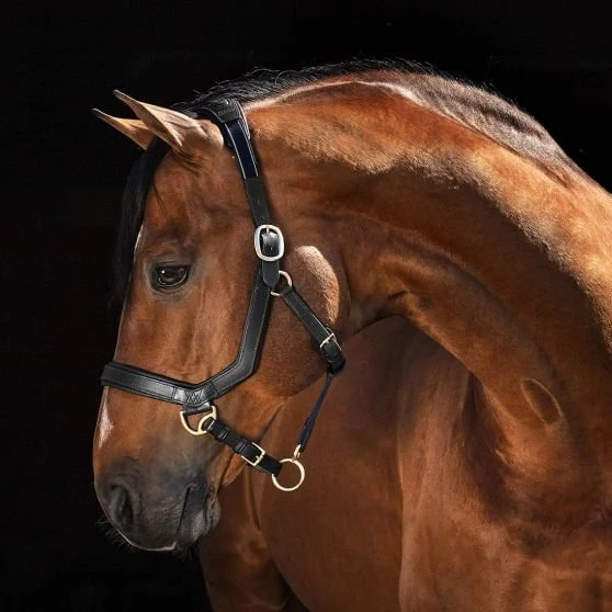 Rambo Micklem Leather Horse Halter - Healthber