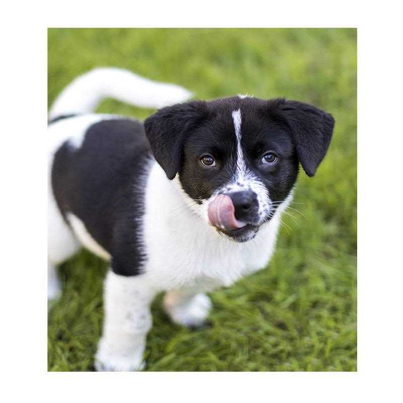 Nulo Frontrunner Chicken Oats & Turkey Dry Puppy Food - Healthber