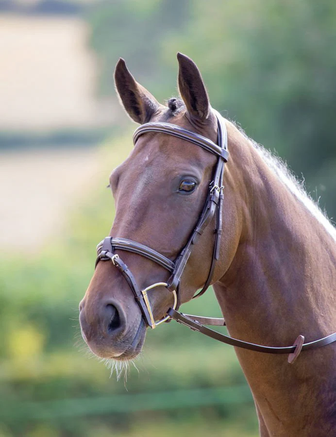 Shires Avignon Portland Bridle, Havana - Healthber