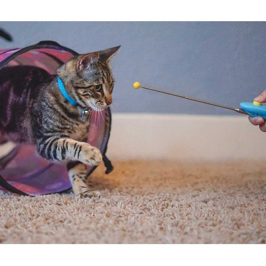 Cat SCHOOL Clicker Training Kit 1 Cat Training Clicker 1 Target Stick - Healthber