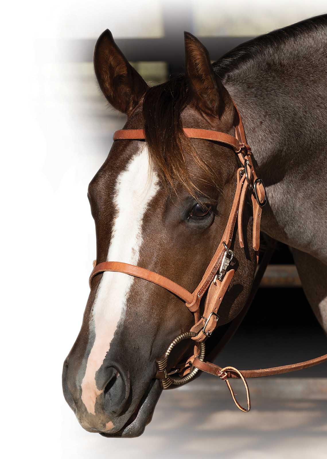 Professional's Choice Trail Bridle - Healthber