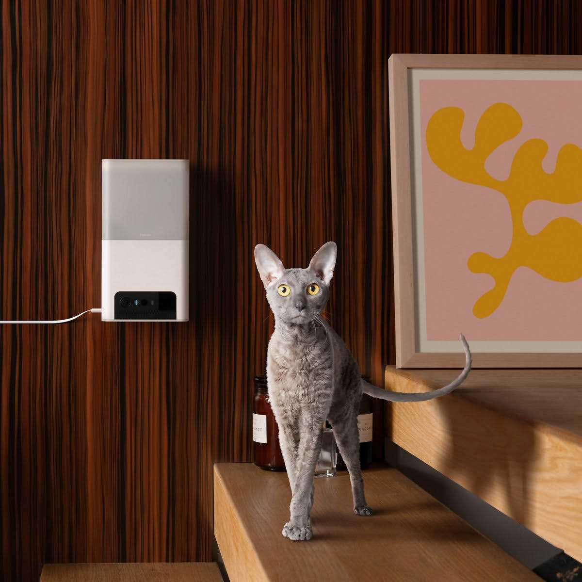 Petcube Bites 2 Lite Interactive WiFi Pet Monitoring Camera with Phone App and Treat Dispenser - Healthber