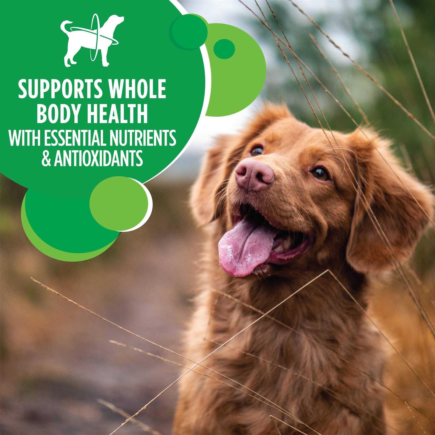 Iams Adult ProActive Health Minichunks Chicken Dry Dog Food - Healthber