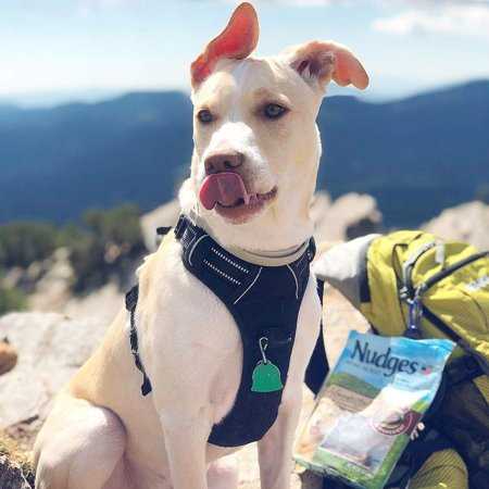 Rabbitgoo Dog Harness, No-Pull Pet Harness with 2 Leash Clips, Adjustable Soft Padded Dog Vest, Reflective Outdoor Pet Oxford Vest with Easy Control - Healthber