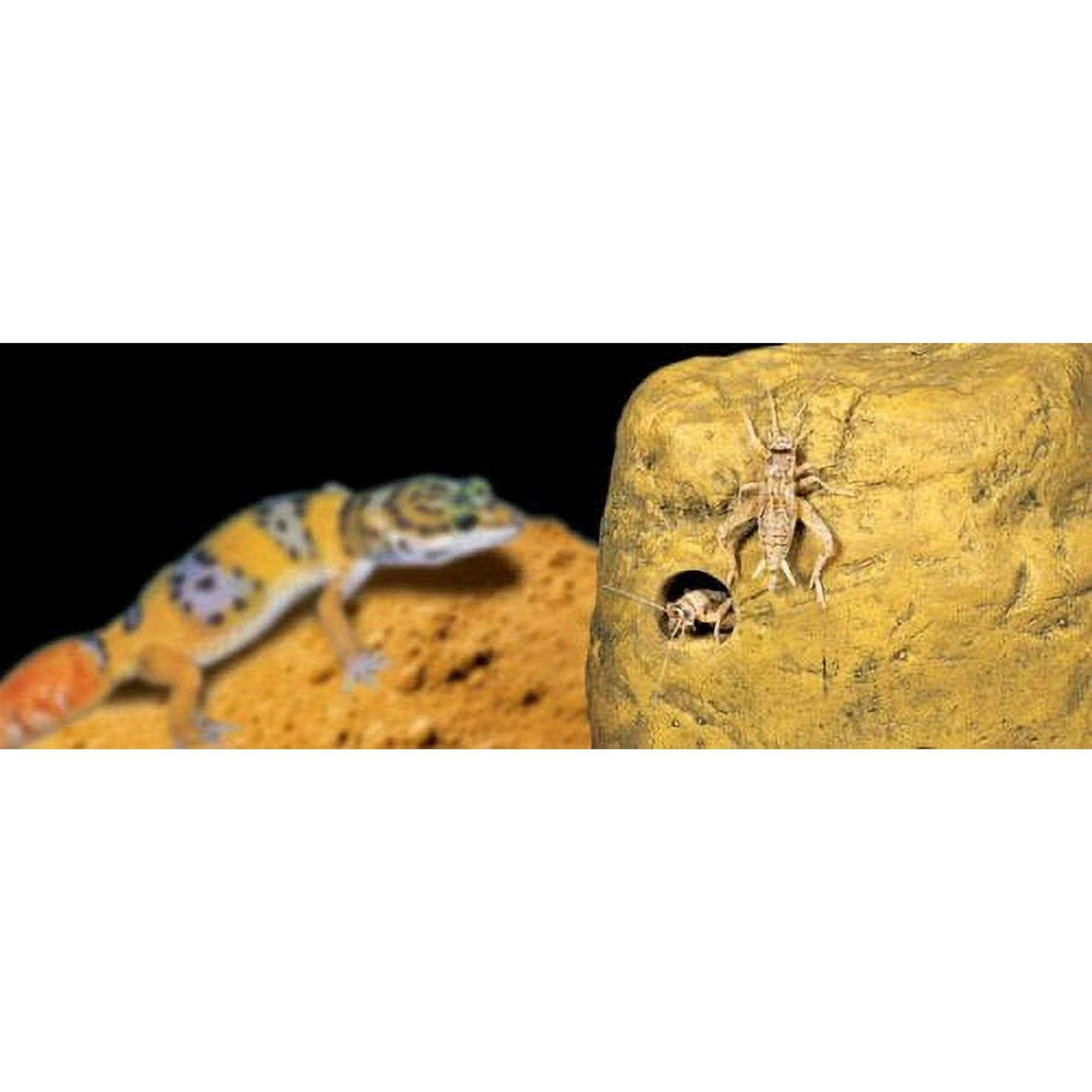 Exo Terra Feeding Rock Reptile Cricket Feeder - Healthber