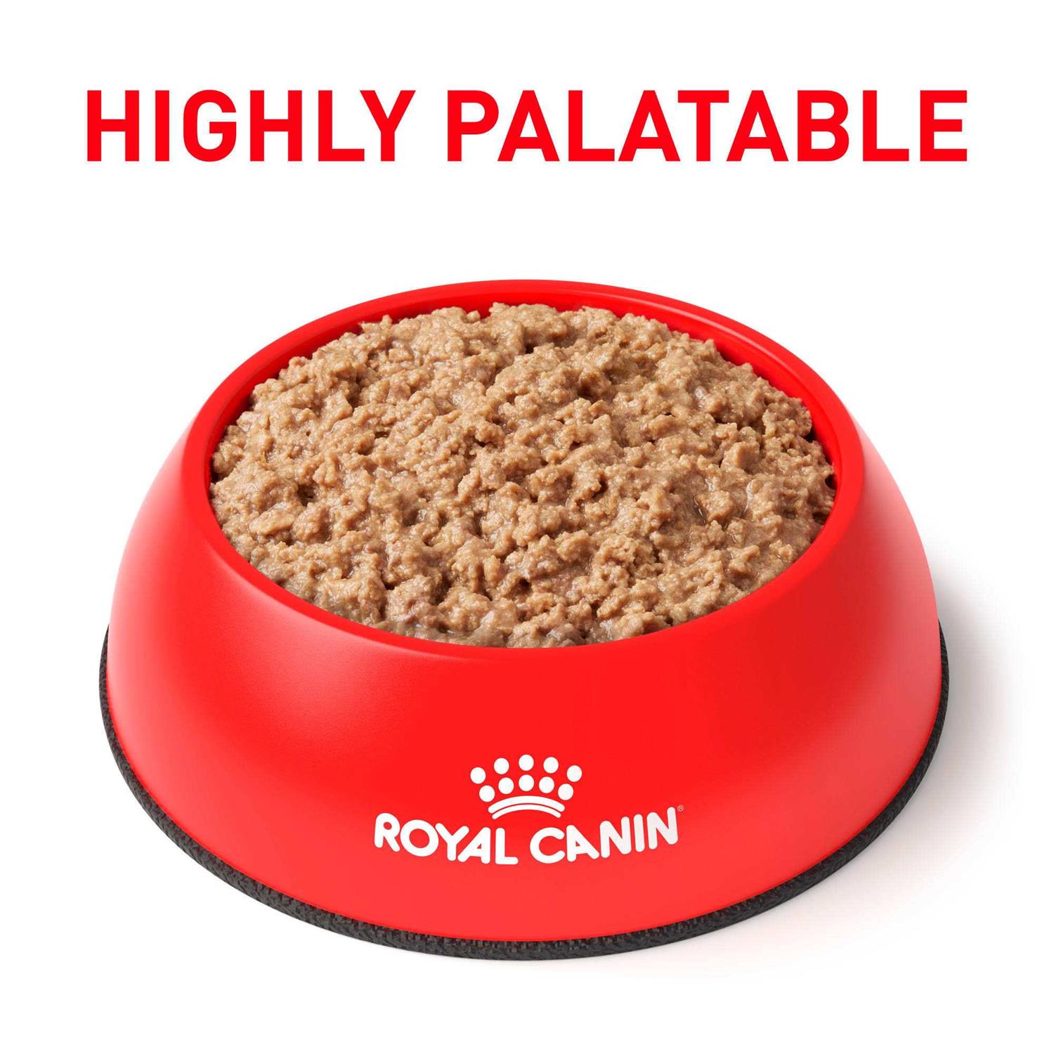 Royal Canin Urinary So in Gel Canned Wet Cat Food - Healthber