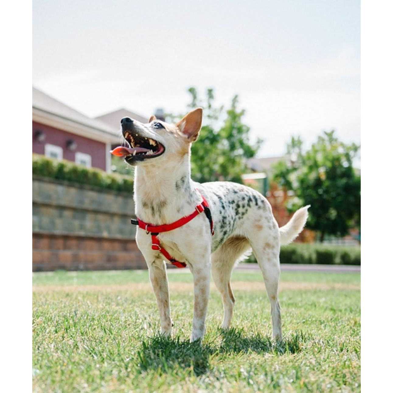 2 Hounds Design Freedom No Pull Dog Harness Leash - Healthber