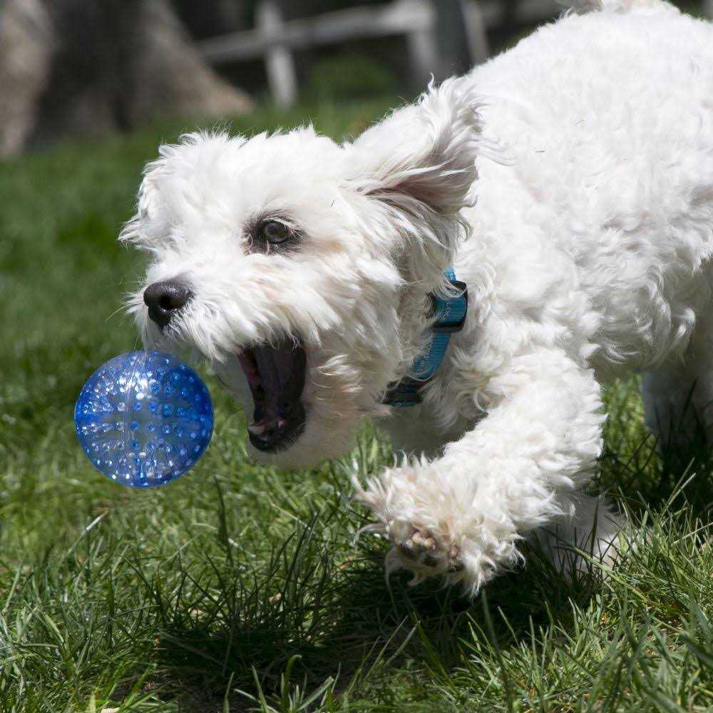 KONG Squeezz Geodz Assorted Dog Toy - Healthber