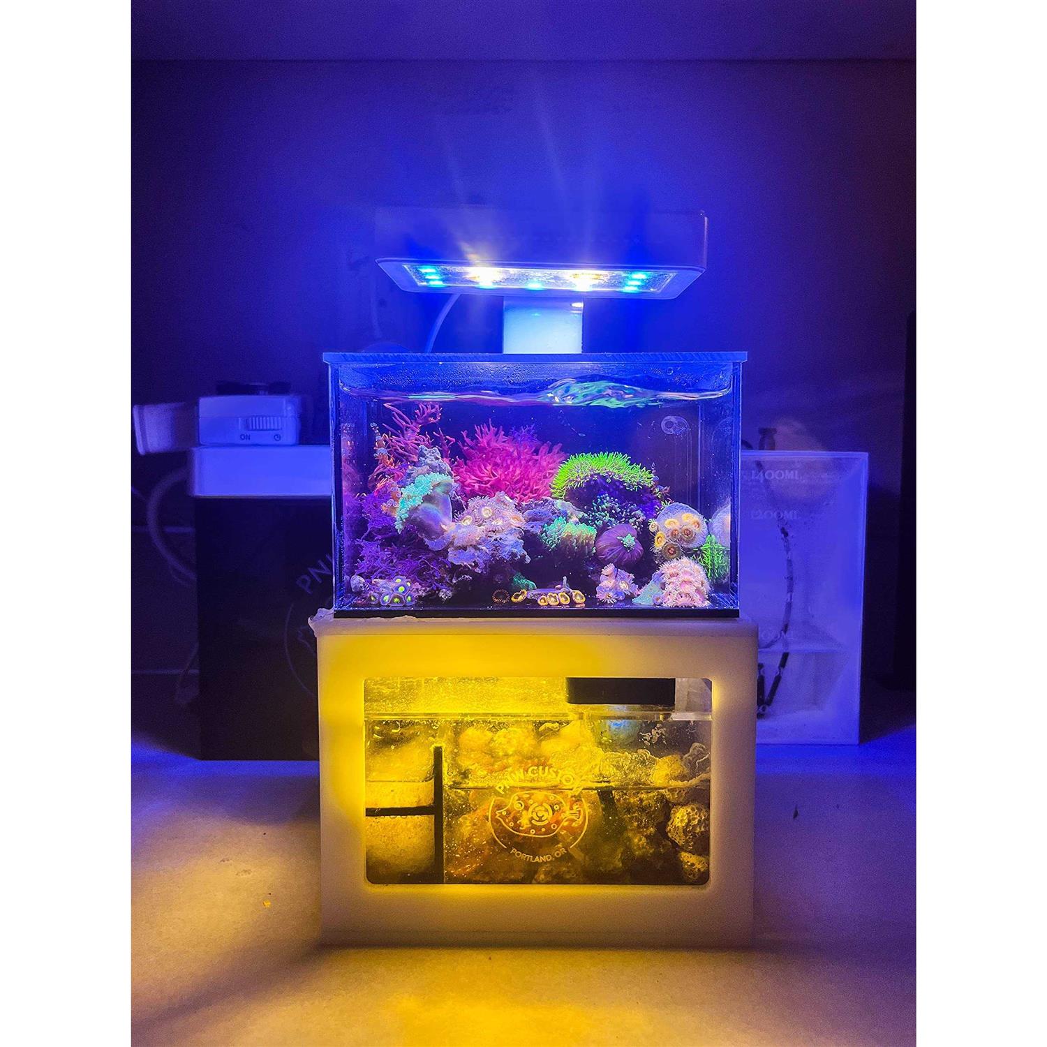 PNW Custom Micro Reef-Ready 40oz Desktop Aquarium - Healthber