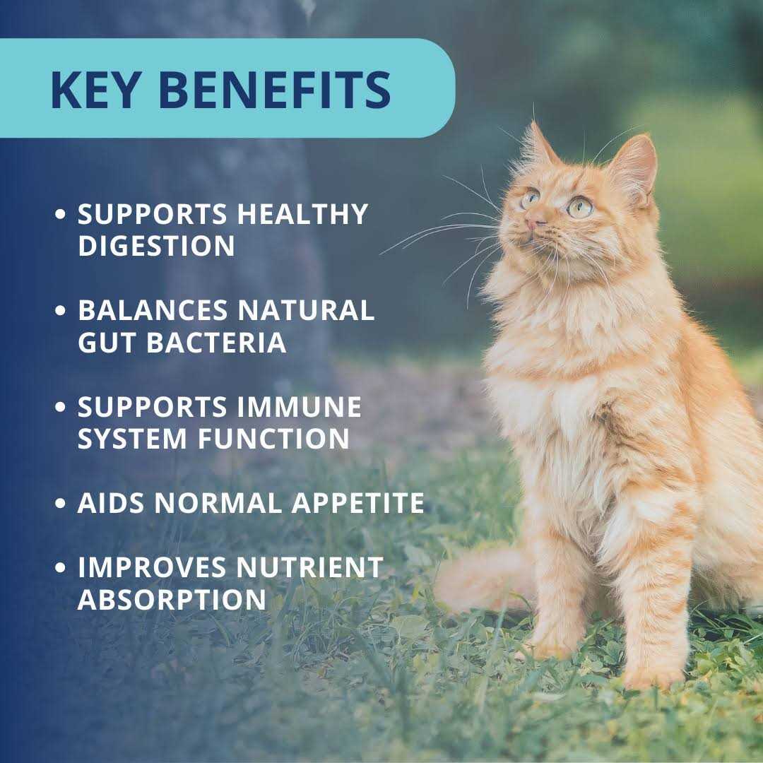 Under the Weather Cat Supplement Probiotic Soft Chews - Healthber