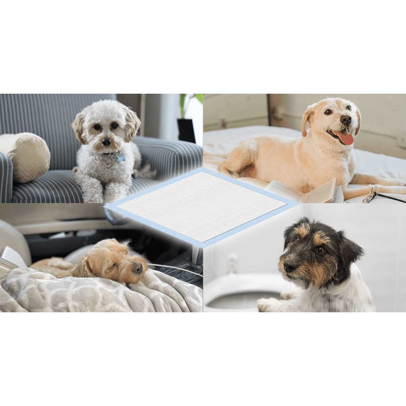 Honey Care All-Absorb Dog and Puppy Training Pads, Ultra Absorbent and Odor Eliminating - Healthber