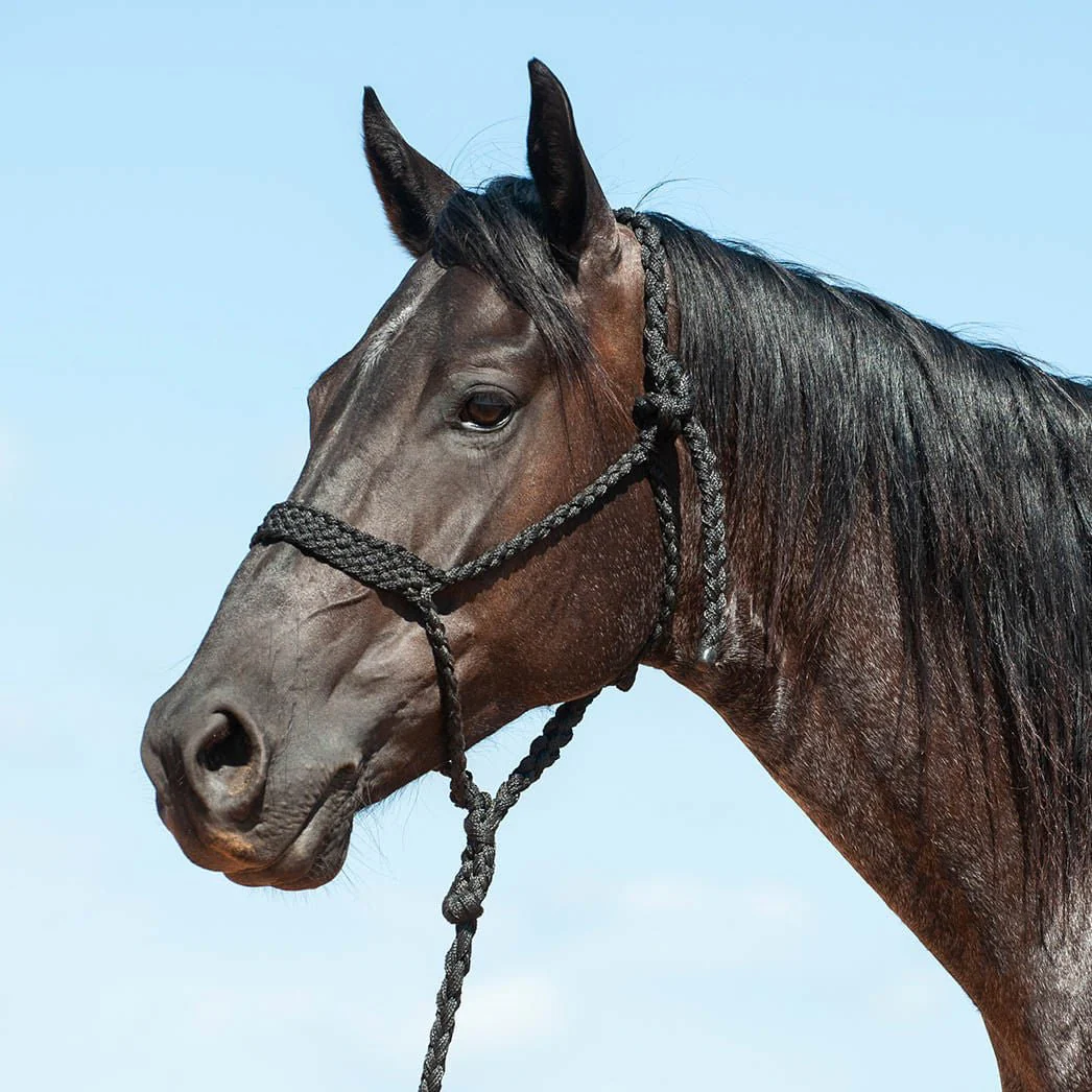 Braided Mule Tape Halter with 9' Lead - Healthber